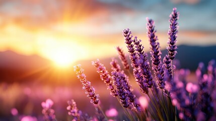 Beautiful lavender flowers flourishing in sunlight at dawn, creating a serene and calming atmosphere that evokes tranquility and peace in nature's embrace.
