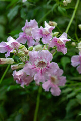 Close-up of two delicate pink trumpet vine flowers (Podranea ricasoliana), showcasing their vibrant color and intricate markings against a soft, verdant green background. Captures the beauty of bloomi