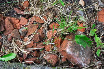 Broken red bricks and green grass patches in an urban garden during late spring