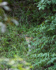 Wild shy female Indian leopard or panther or panthera pardus with eye contact in green grass and monsoon season safari blend in environment at ranthambore national park forest reserve rajasthan india