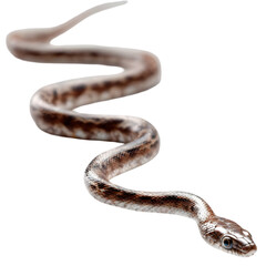 Obraz premium A close-up view of a snake slithering gracefully on a smooth surface, showcasing its patterns and colors