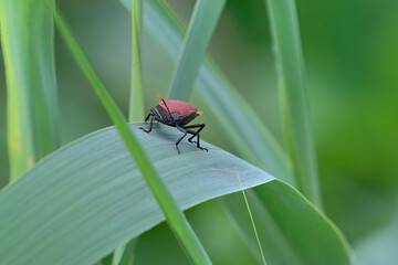 Shield Bug