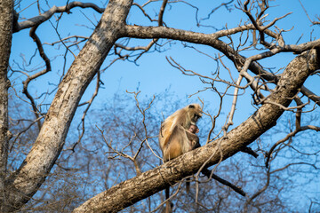 wild female mother northern plains gray langur Semnopithecus entellus hanuman langur with baby in arms cuddle hugging nursing winter morning safari ranthambore national park forest tiger reserve india