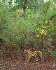 wild female bengal tiger panthera tigris tigress on territory stroll walking posing eye contact green bamboo trees background in safari at bandhavgarh national park forest reserve madhya pradesh india