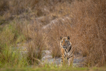 wild male bengal tiger or panthera tigris at bandhavgarh national park forest reserve madhya pradesh india tiger territory stroll walking head on with eye contact in dry grassland summer season safari