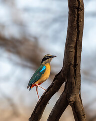 Indian pitta or Pitta brachyura beautiful colorful nine colors bird perched on branch of tree summer season visitor in natural green background at ranthambore national park forest tiger reserve india