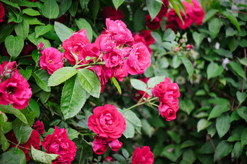 Vibrant pink roses blooming in a lush garden on a sunny afternoon
