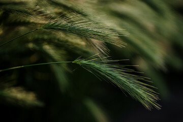 kłosy dzikiego zboża pochylające się © Henryk Niestrój