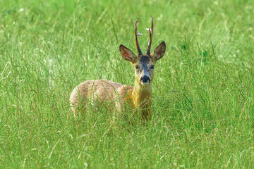 koziołek samiec sarny w zielonej trawie