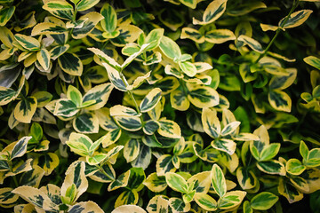 Lush greenery with variegated leaves creating a vibrant indoor plant display in a sunlit corner