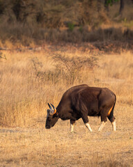 Gaur or Indian Bison or bos gaurus bandhavgarh national park tiger reserve forest madhya pradesh india asia gaur side profile walking feeding eating grass in grassland in summer season morning safari