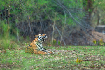 wild bengal tiger or panthera tigris at bandhavgarh National Park Forest Reserve madhya predesh India. sub adult male eyes looking up in sky in natural scenic green background in summer season safari