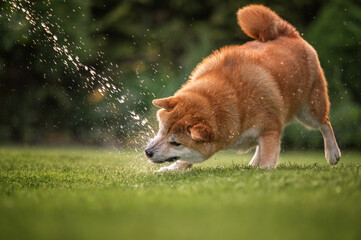 Shiba Inu dog catching water spray droplets on green grass lawn