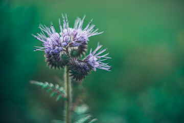 kwitnące kwiaty facelii (Phacelia Juss.) – rodzaj roślin z rodziny faceliowatych (Hydrophyllaceae).