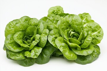 Fresh green butterhead lettuce isolated on white background for healthy food and organic lifestyle concepts