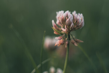 biała koniczyna pojedynczo centralnie na zielonym tle