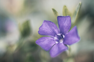 piękny kolorowy kwiat centralnie na rozmytym tle © Henryk Niestrój