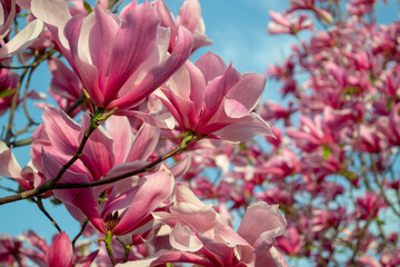 Gentle pink Magnolia soulangeana Flowers on a twig blooming against clear blue sky at spring
