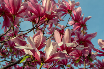 Gentle pink Magnolia soulangeana Flowers on a twig blooming against clear blue sky at spring