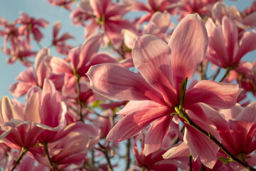 Gentle pink Magnolia soulangeana Flowers on a twig blooming against clear blue sky at spring