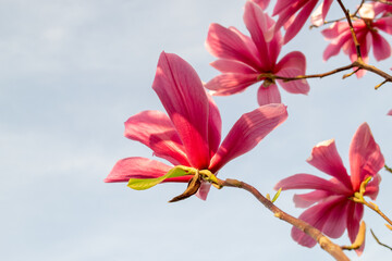 Gentle pink Magnolia soulangeana Flowers on a twig blooming against clear blue sky at spring