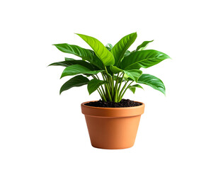 Fototapeta premium Realistic Houseplant in Clay Pot with Soil, Side Angle View, PNG with Transparence