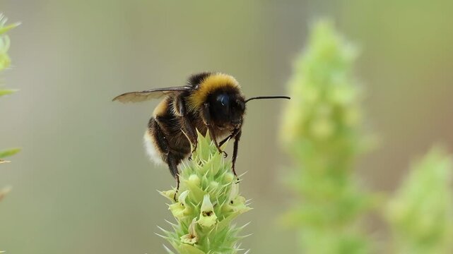 Abejorro Bombus terrestris con torpes y extra&ntilde;os movimientos justo despues de despertar en la ma&ntilde;ana, parque natural Sierra de Mariola, Alcoy, Espa&ntilde;a