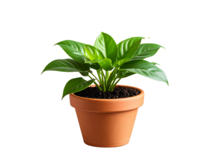  Realistic Houseplant in Clay Pot with Soil, Side Angle View, PNG with Transparence.