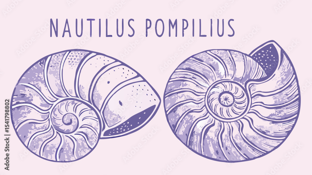 Poster illustration showing two nautilus pompilius shells with intricate spiral patterns on a light purple 