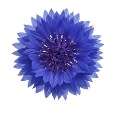 Detailed close-up of a vibrant blue flower