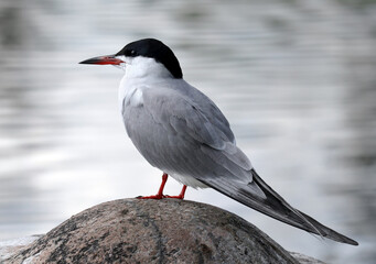 Common Tern standing on a coastal rock against the backdrop of a forest lake.
