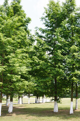 Lush green forest scenery in summer
