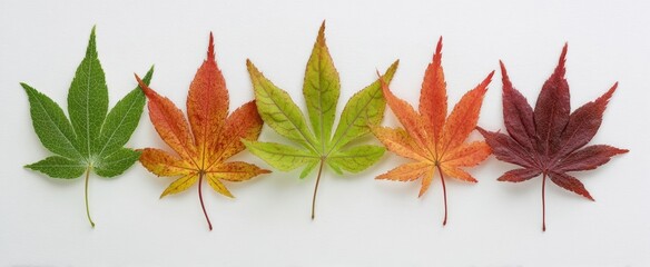 Obraz premium The vibrant display of autumn leaves showcasing changing colors and beauty.