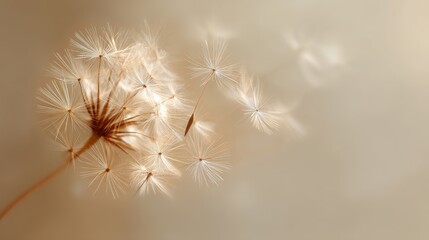 Ethereal Dandelion Seeds Drifting Softly in Sunlight Blur