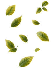 Falling leaves garden