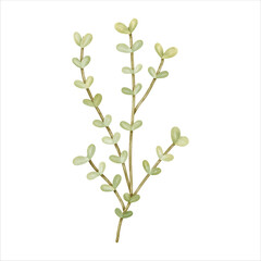 A watercolor flower with gentle lines and soft colors, perfect for creating custom bouquets and floral arrangements.