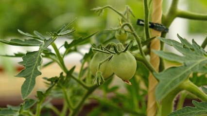Growing cherry tomatoes. Green unripe fruits on tomato branch in greenhouse. Flowering and fruiting of plant. The concept of agricultural plants, blooming, harvesting, gardening.