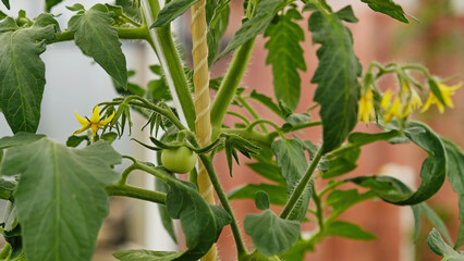 Growing cherry tomatoes. Green unripe fruits on tomato branch in greenhouse. Flowering and fruiting of plant. The concept of agricultural plants, blooming, harvesting, gardening.