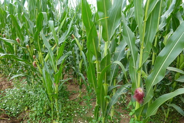 Green corn stalks growing in agricultural field
