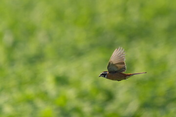 飛翔するホウジロ