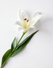 Single white lily with a slender green stem and leaves is on a clean, bright white background