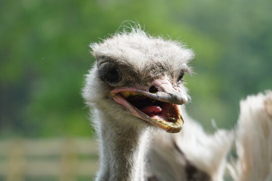 Ostrich