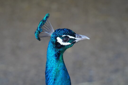 Peafowl
