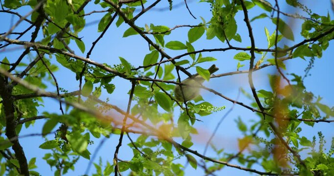 Phylloscopus trochilus actively forages in black cherry tree crown, exploiting peak arthropod activity at sunrise. Energetic movement through layered canopy reflects insectivorous adaptation during br