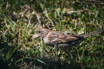 Kleiner Spatz im Gras