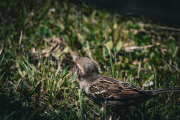 Spatz im Gras 