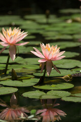 Pink water lilies blooming in the pond
