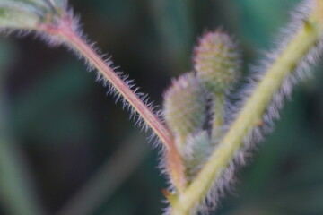 Mimosa pudica bears pink, fluffy ball-shaped flowers and small, pod-like fruits; its leaves fold...