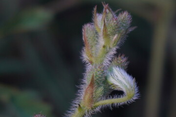 Mimosa pudica bears pink, fluffy ball-shaped flowers and small, pod-like fruits; its leaves fold...