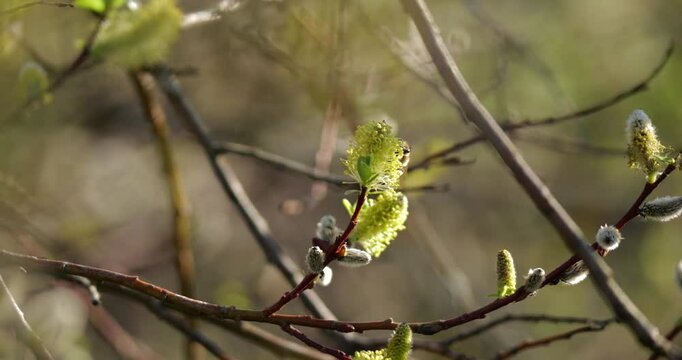 Honeybee workers (Apis mellifera) actively collect nectar from vivid yellow willow blossoms (Salix spp.) in warm sunset light, facilitating cross-pollination during peak spring blooming phase